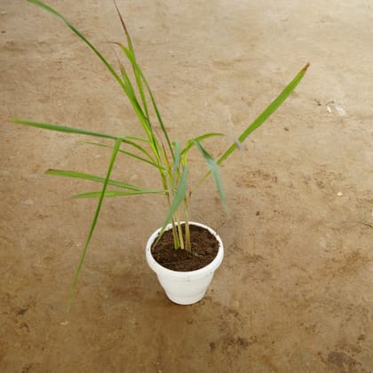 Buy Lemon Grass in 8 Inch Classy White Plastic Pot Online | Urvann.com
