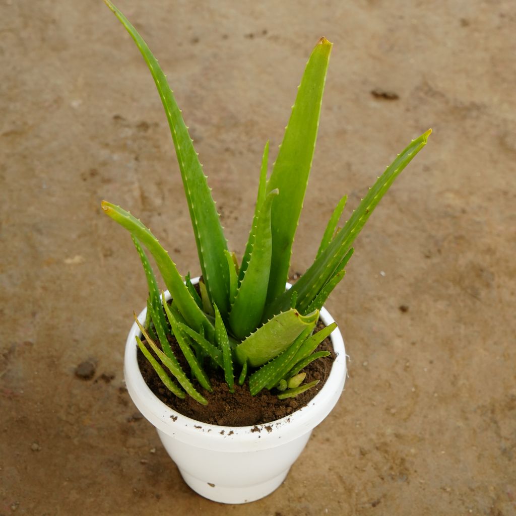 Aloe Vera in 8 Inch Classy White Plastic Pot