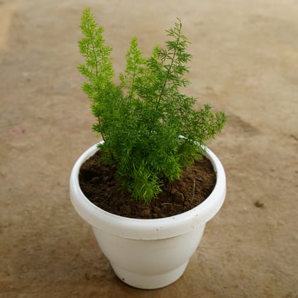Buy Asparagus Mary in 8 Inch Classy White Plastic Pot Online | Urvann.com
