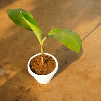 Buy Banana in 8 Inch Classy White Plastic Pot Online | Urvann.com