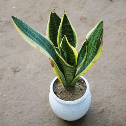 Buy Snake Golden in 5 Inch Classy White Matki Designer Ceramic Pot (any design) Online | Urvann.com