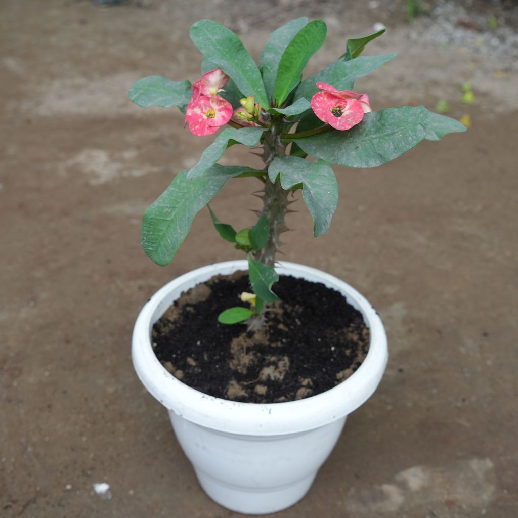 Euphorbia Mili (any colour) in 10 Inch Classy White Plastic Pot