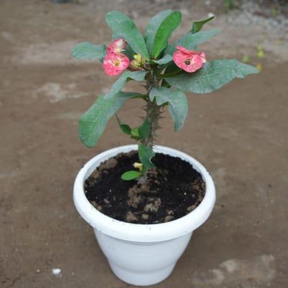 Buy Euphorbia Mili (any colour) in 10 Inch Classy White Plastic Pot Online | Urvann.com