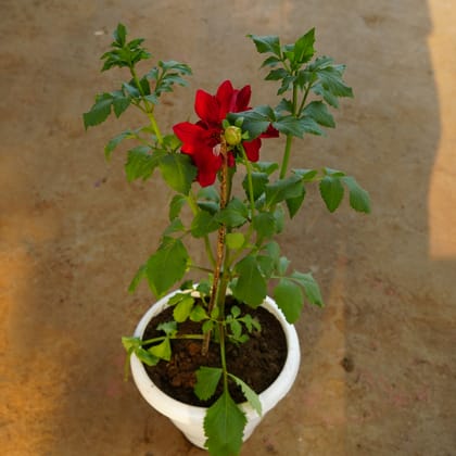 Buy Dahlia Red in 10 Inch Classy White Plastic Pot Online | Urvann.com