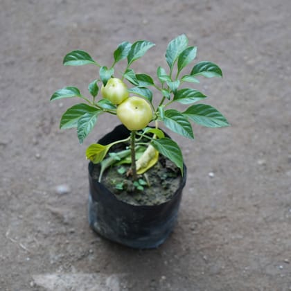 Buy Tomato Yellow in 4 Inch Nursery Bag Online | Urvann.com