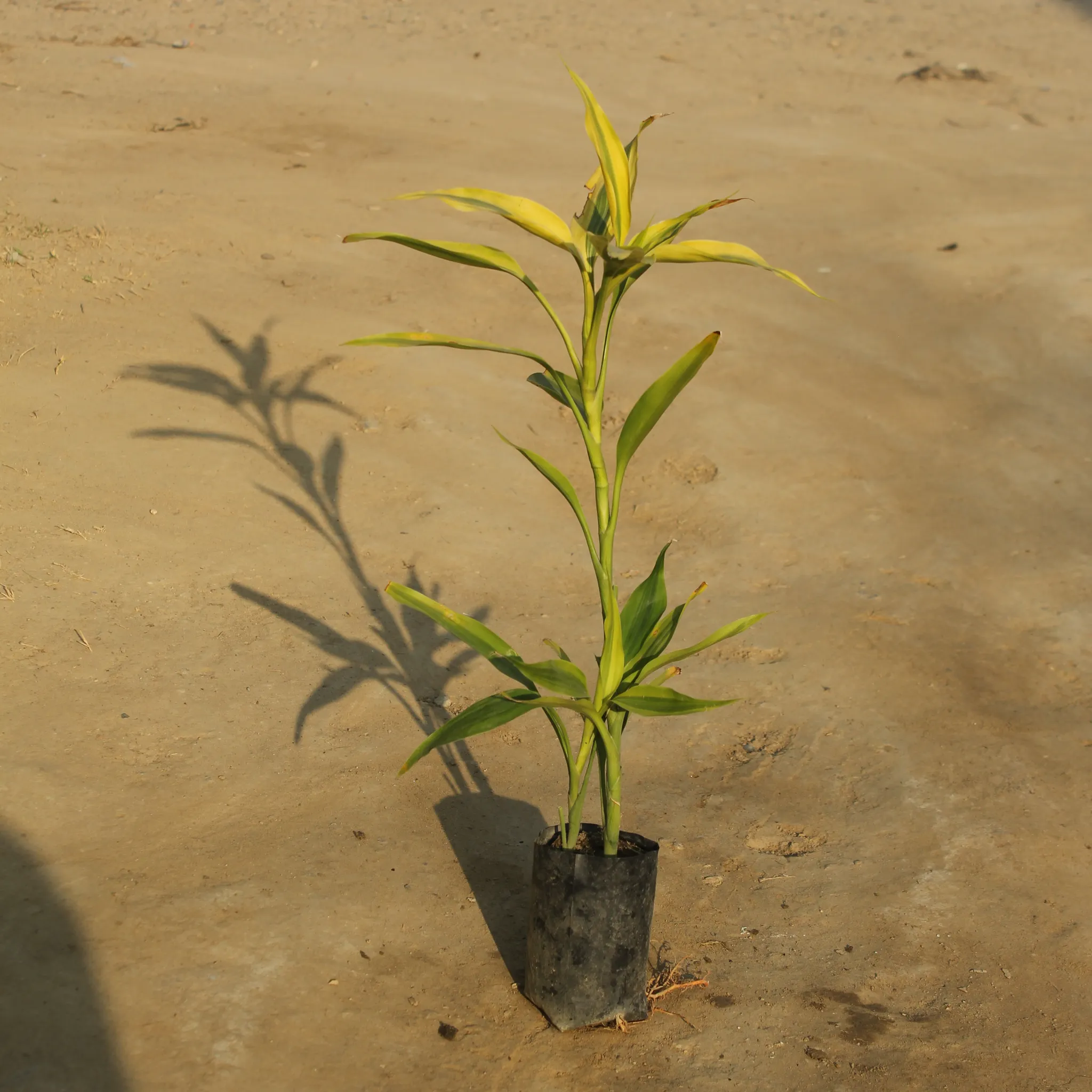 Golden Bamboo in 4 Inch Nursery Bag