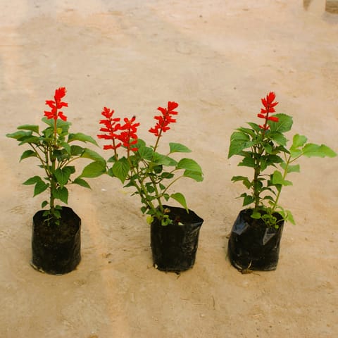 Set of 3 Salvia (any colour) in 4 Inch Nursery Bag