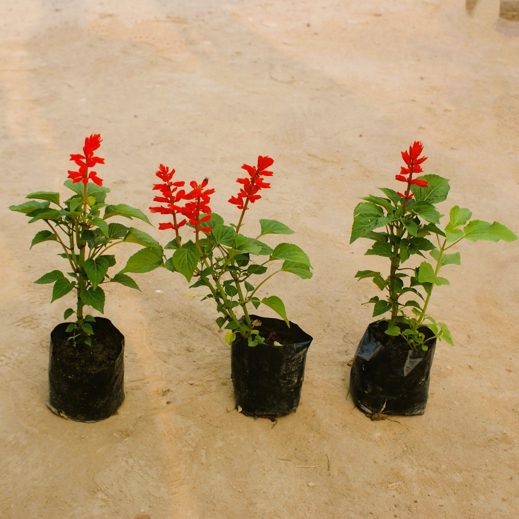 Set of 3 Salvia (any colour) in 4 Inch Nursery Bag
