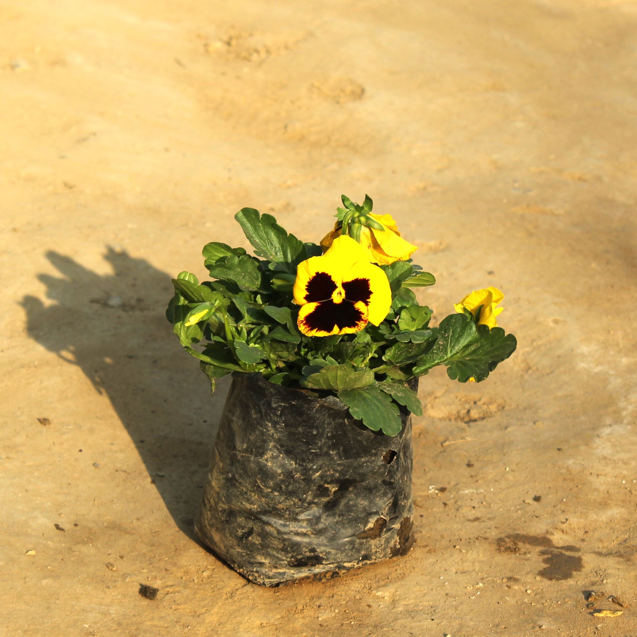 Pansy (Any colour) in 4 Inch Nursery Bag