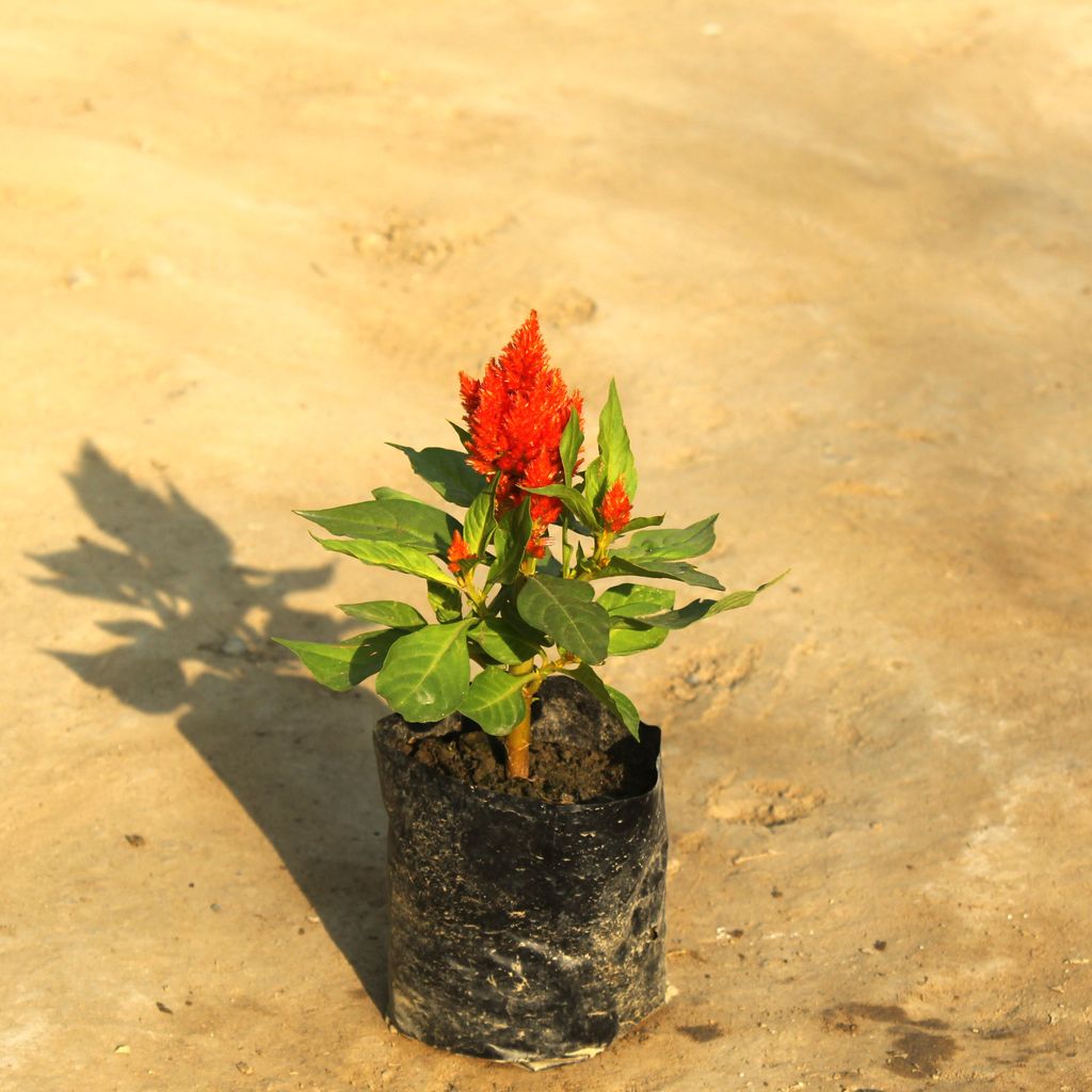 Celosia / Cockscomb (any colour) in 4 Inch Nursery Bag