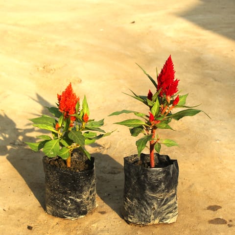 Set of 2 - Celosia / Cockscomb (any colour) in 4 Inch Nursery Bag