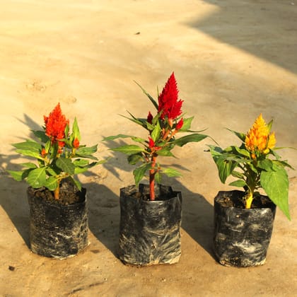 Set of 3 - Celosia / Cockscomb (any colour) in 4 Inch Nursery Bag