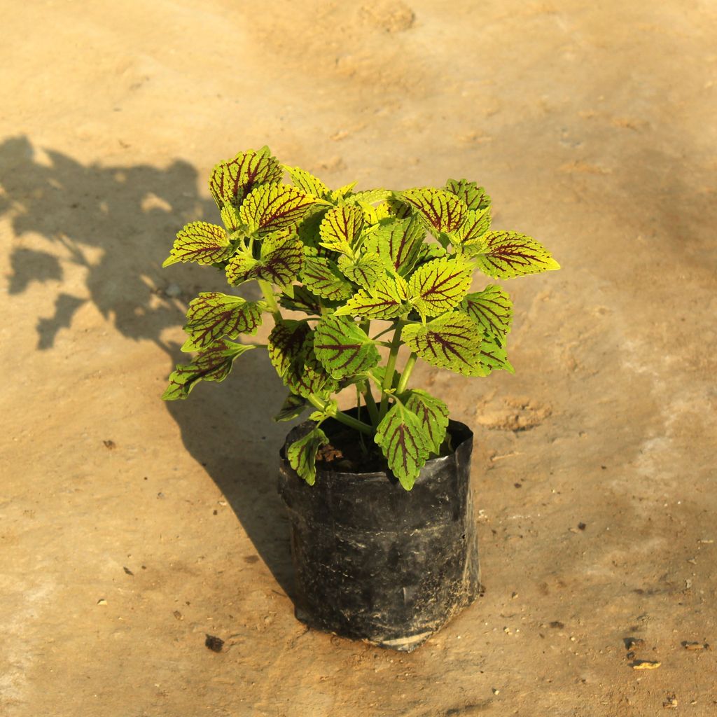 Coleus (any colour) in 4 Inch Nursery Bag