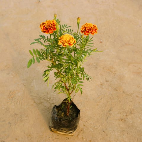 Marigold Jafri (any colour) in 4 Inch Nursery Bag