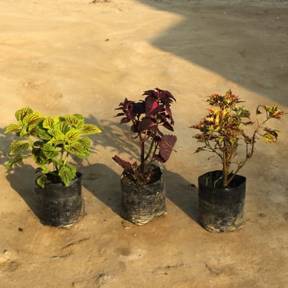 Set of 3 - Coleus (any colour) in 4 Inch Nursery Bag