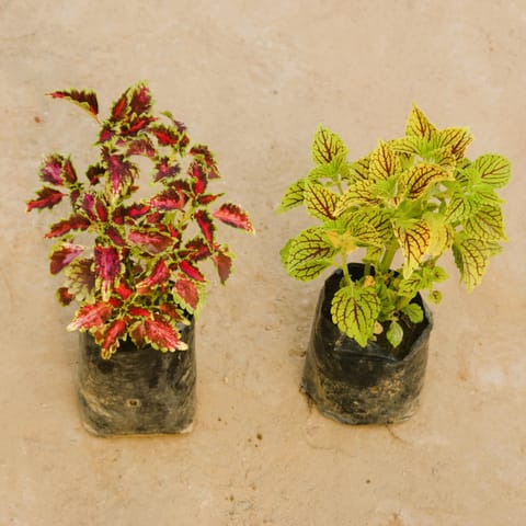 Set of 2 - Coleus (any colour) in 4 Inch Nursery Bag