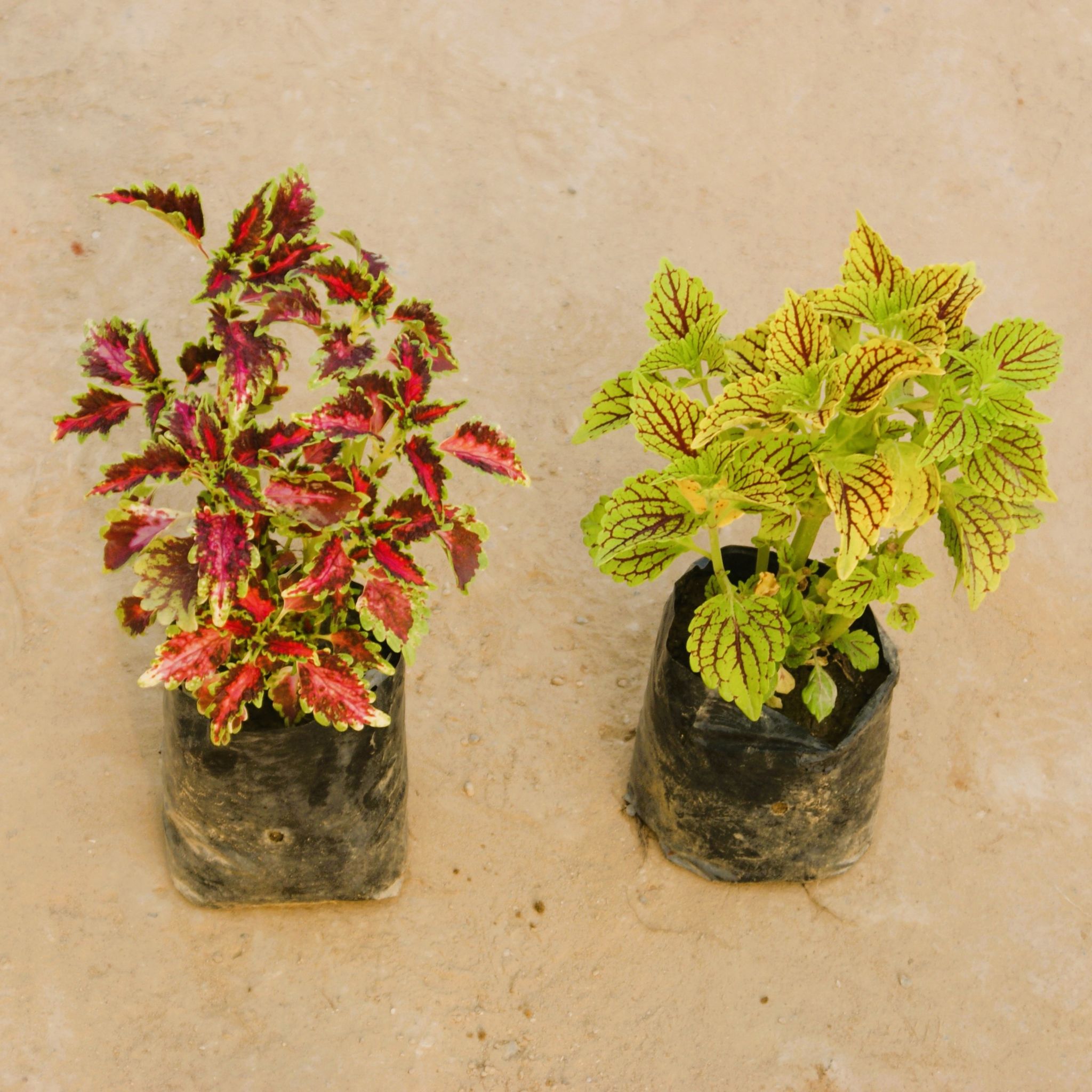 Set of 2 - Coleus (any colour) in 4 Inch Nursery Bag