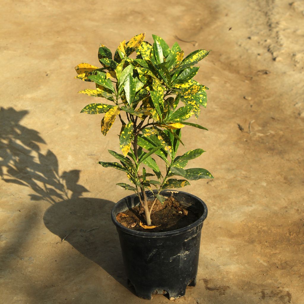 Baby Croton in 6 Inch Nursery Pot