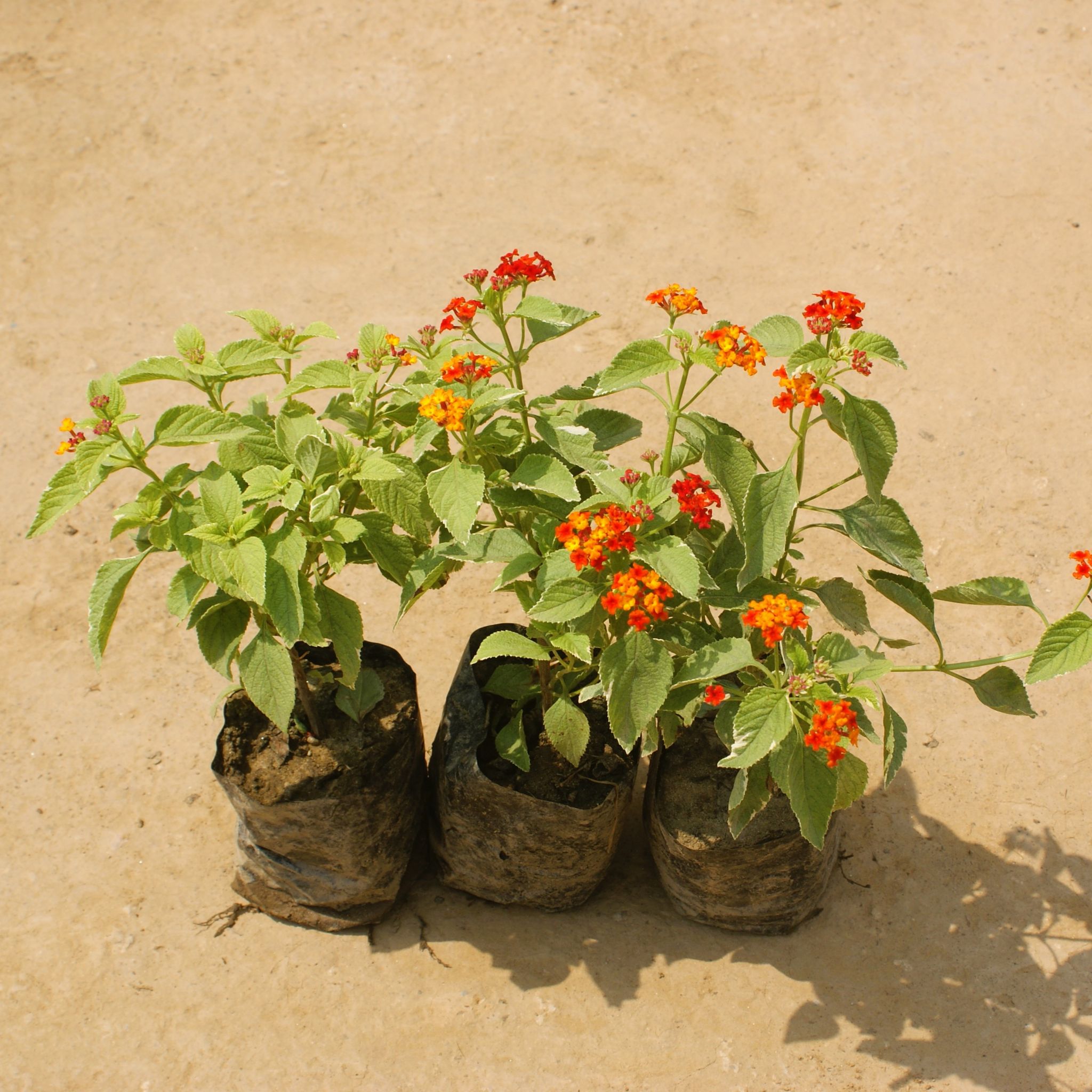 Set of 3 - Lantana (any colour) in 4 Inch Nusery Bag