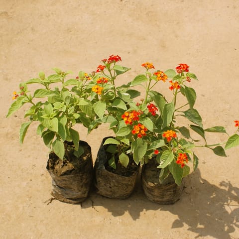 Set of 3 - Lantana (any colour) in 4 Inch Nusery Bag