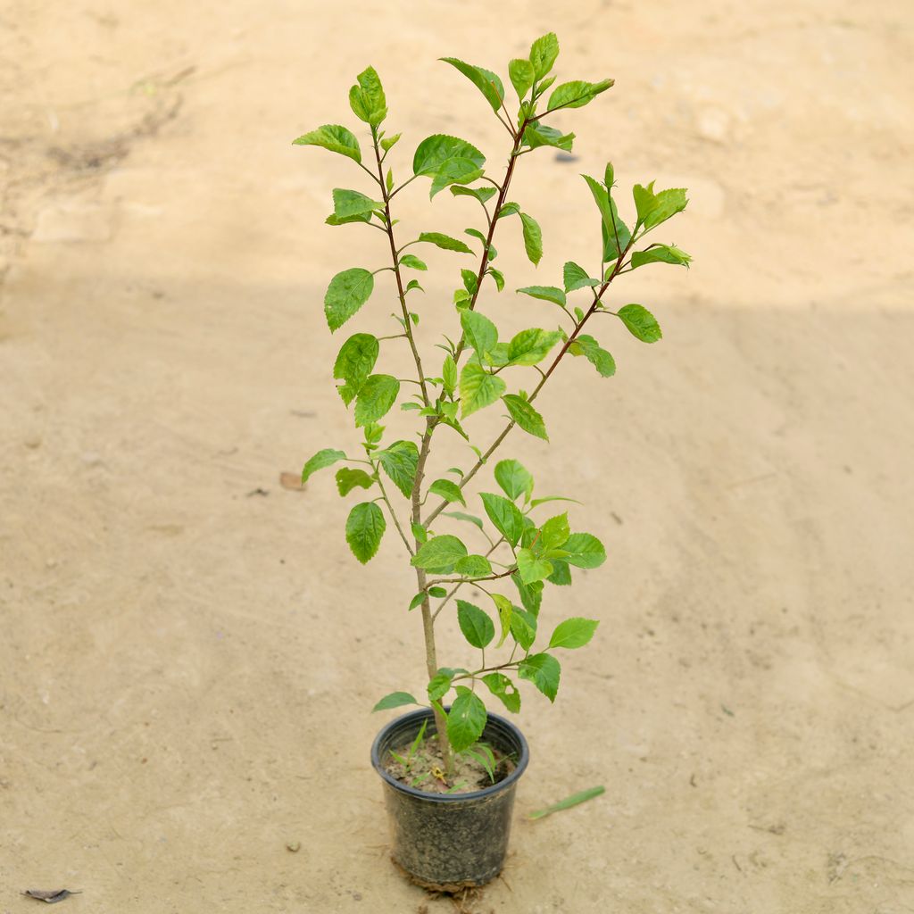 Desi Hibiscus / Gudhal (Any colour) in 5 Inch Nursery Pot