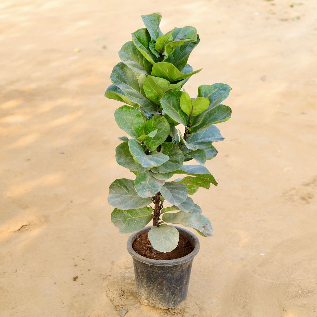 Fiddle Leaf Fig / Ficus Lyrata (~ 3 Ft) in 10 Inch Nursery Pot