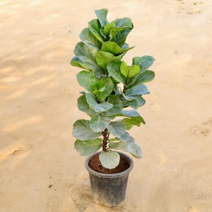 Buy Fiddle Leaf Fig / Ficus Lyrata (~ 3 Ft) in 10 Inch Nursery Pot Online | Urvann.com