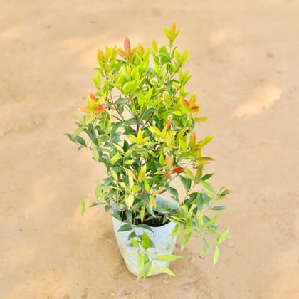 Buy Syzygium in 6 Inch Nursery Bag Online | Urvann.com
