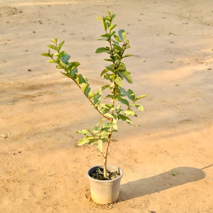 Buy Guava All season in 10 Inch Nursery Pot Online | Urvann.com