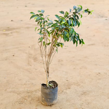 Buy Ficus Black in 8 Inch Nursery Bag Online | Urvann.com