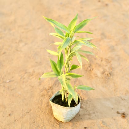 Buy Lucky Bamboo Golden in 4 Inch Nursery Bag Online | Urvann.com
