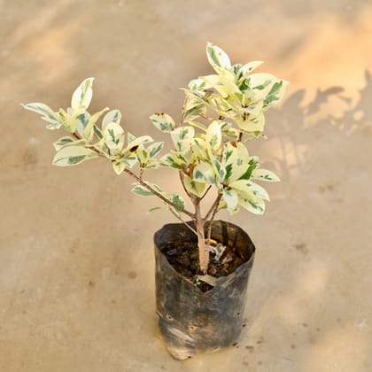 Buy Ficus Safari in 6 Inch Nursery Bag Online | Urvann.com