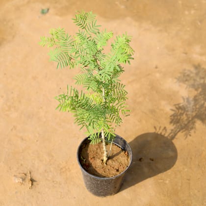 Buy Shami in 6 Inch Nursery Pot Online | Urvann.com