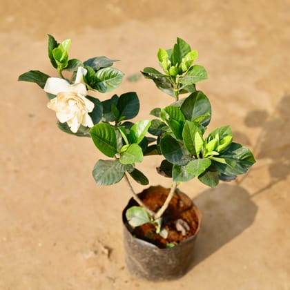 Buy Gandhraj / Gardenia Hybrid (any colour) in 6 Inch Nursery Bag Online | Urvann.com