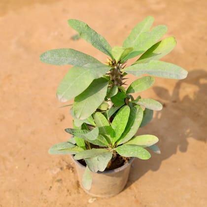 Buy Euphorbia Mili (any colour) in 6 Inch Nursery Pot Online | Urvann.com