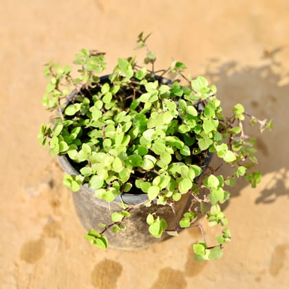 Buy Turtle Vine in 6 Inch Nursery Pot Online | Urvann.com
