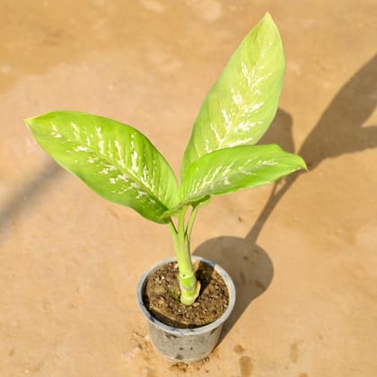Buy Dieffenbachia Tropic Snow in 6 Inch Nursery Pot Online | Urvann.com