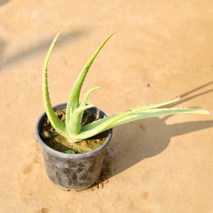 Buy Aloe Vera in 6 Inch Nursery Pot Online | Urvann.com