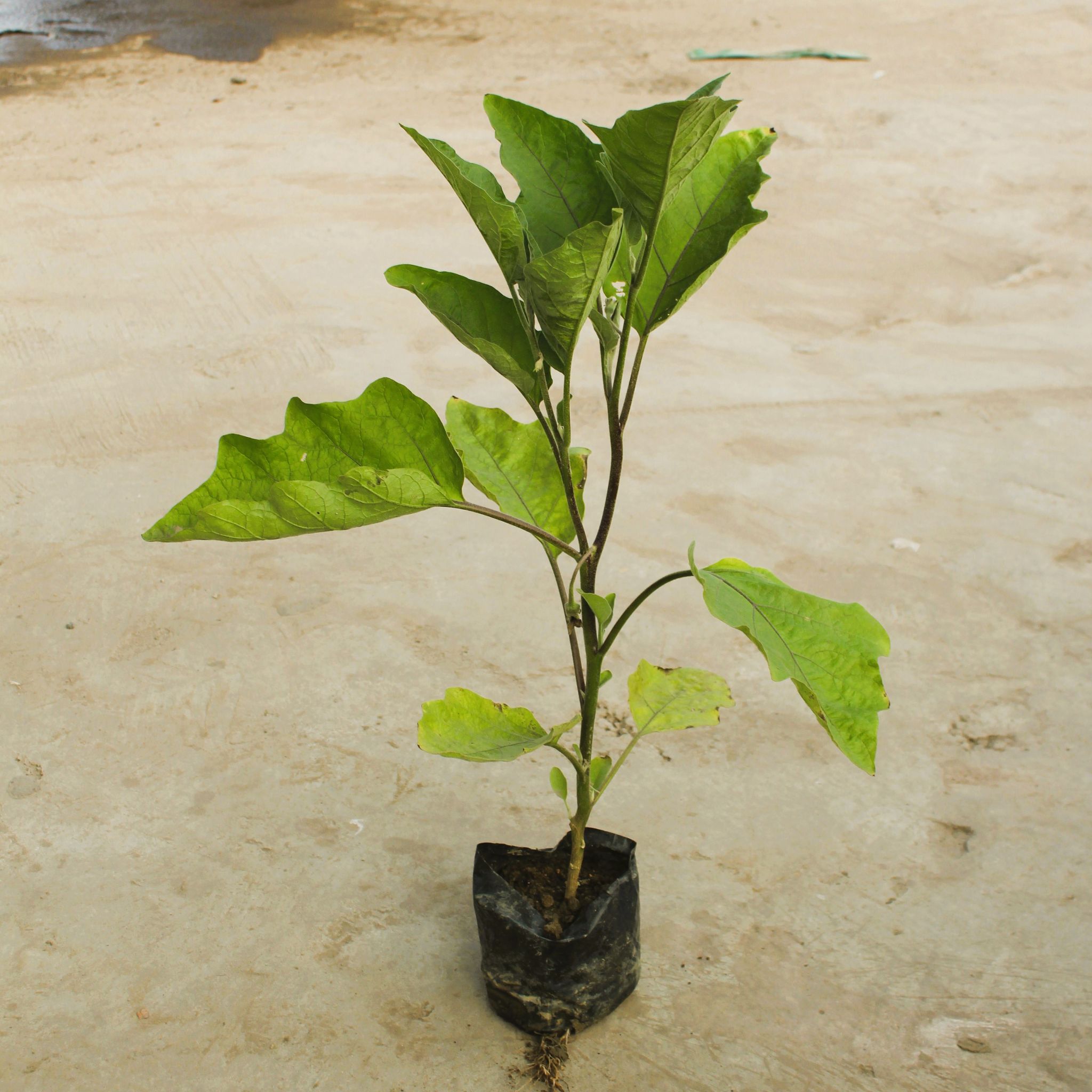 Brinjal / Baigan in 4 Inch Nursery Bag