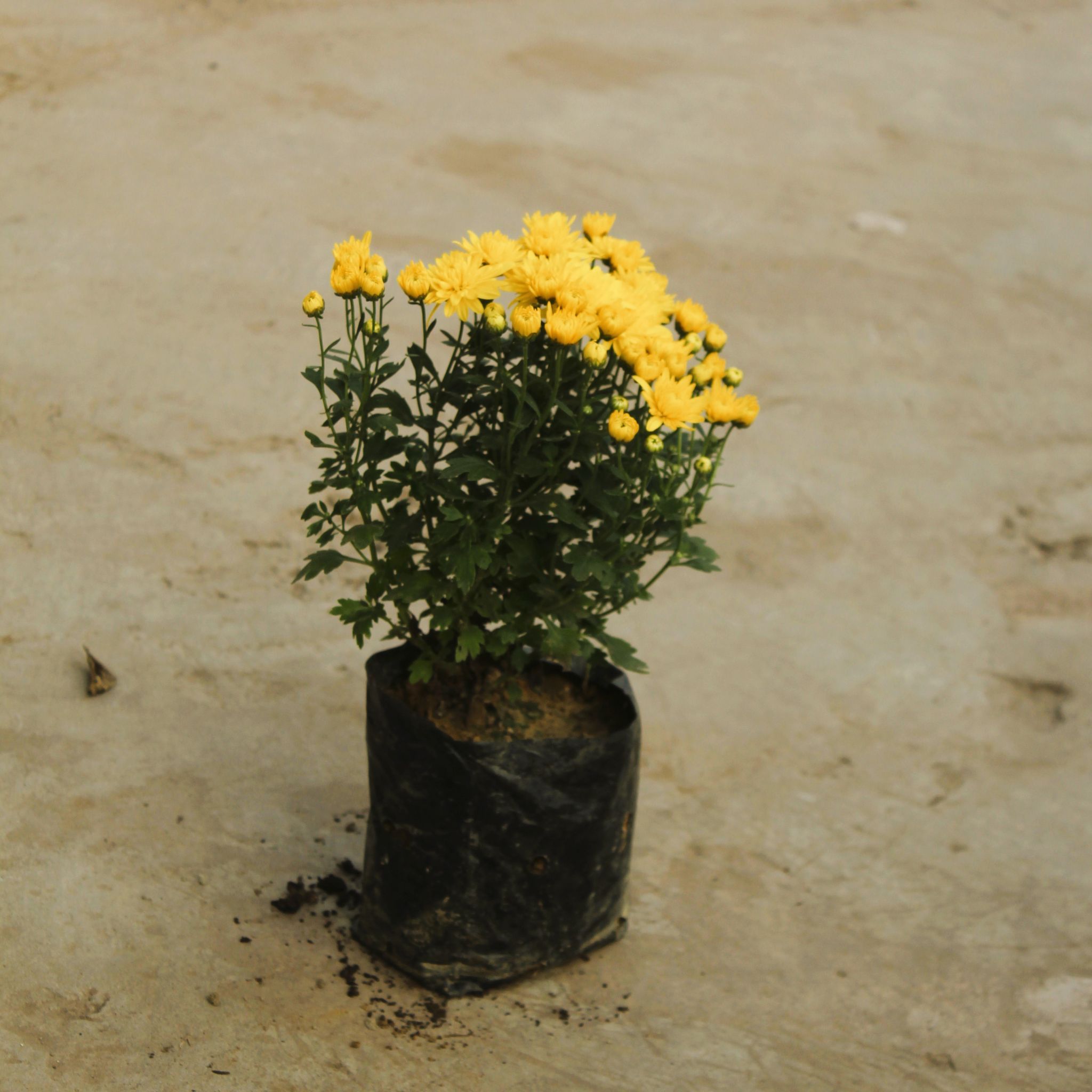 Chrysanthemum / Guldawari (any colour) in 4 Inch Nursery Bag