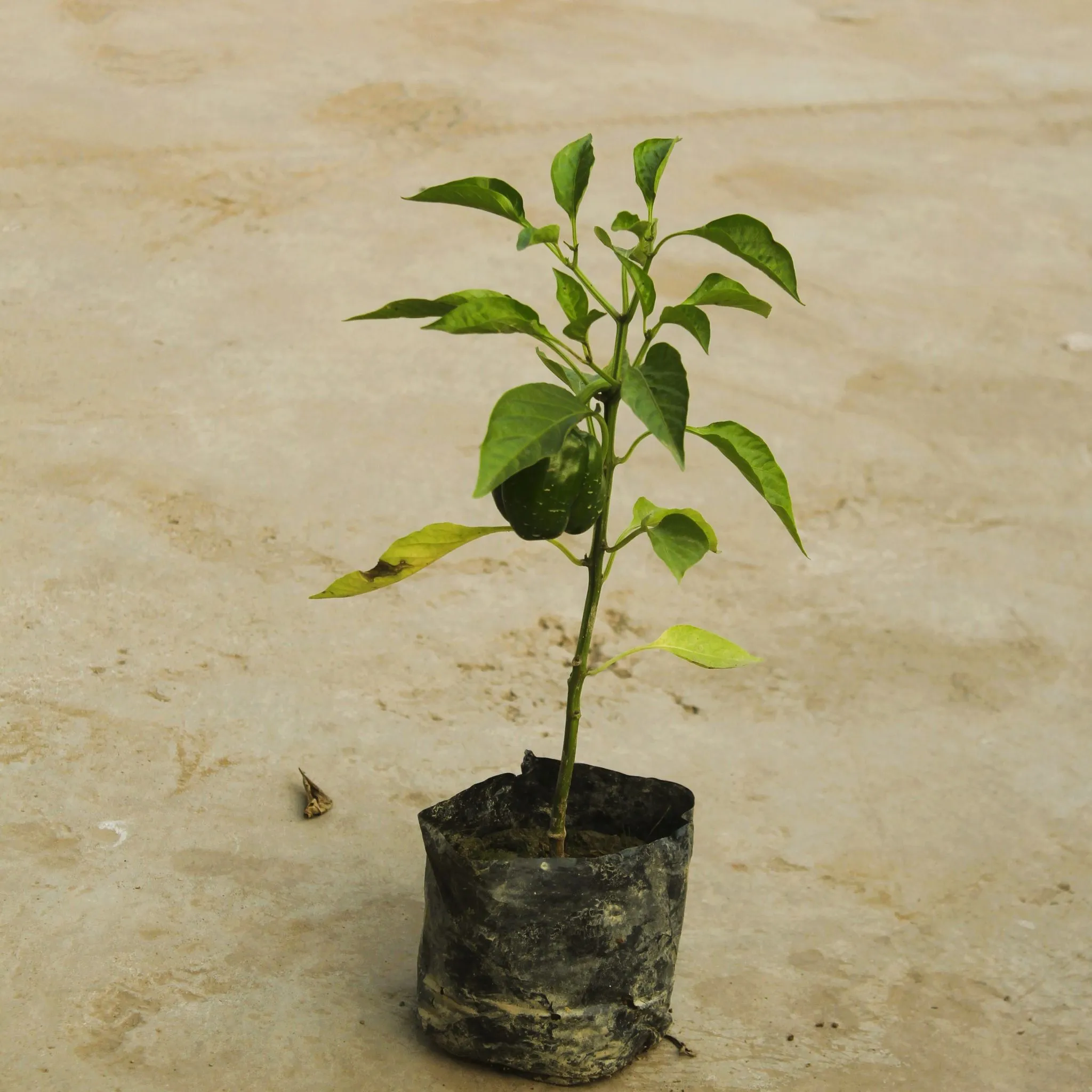 Capsicum / Shimla Mirchi in 4 Inch Nursery Bag