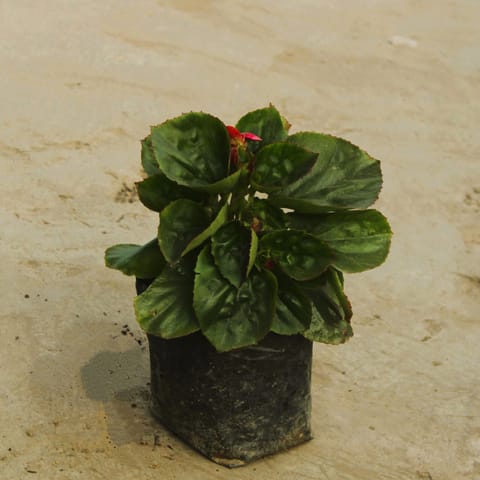 Begonia (any colour) in 4 Inch Nursery Bag