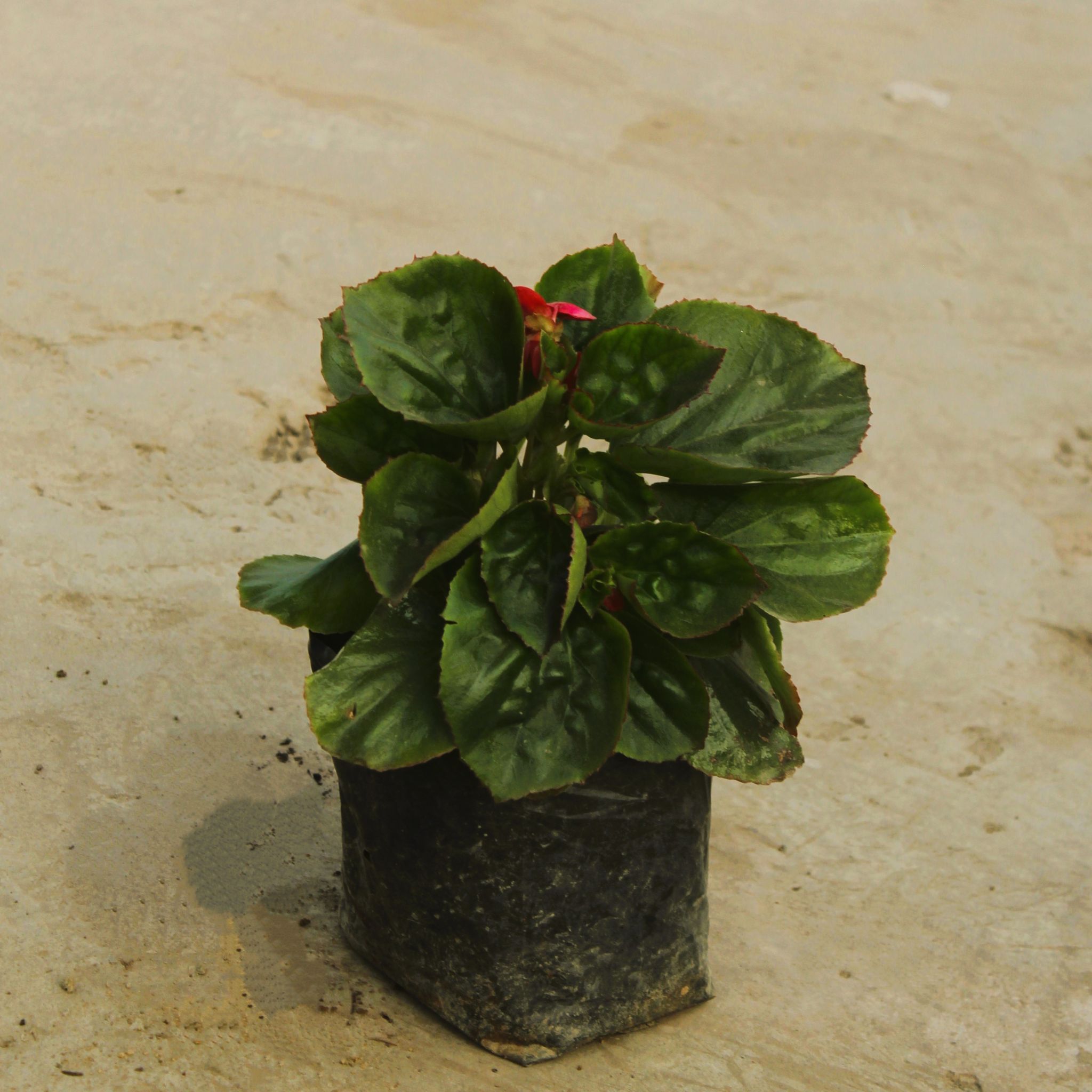 Begonia (any colour) in 4 Inch Nursery Bag