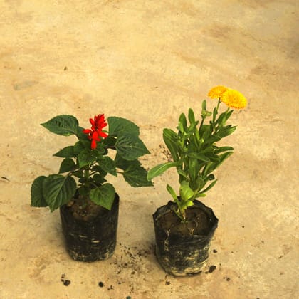 Buy Set of 2 - Salvia & Calendula (any colour) in 4 Inch Nursery Bag Online | Urvann.com