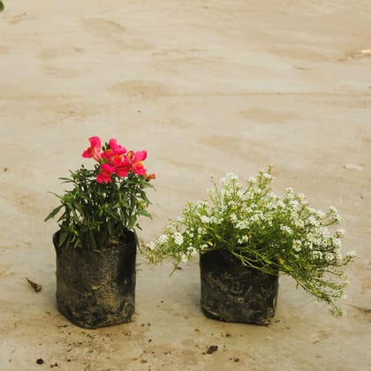 Buy Set of 2 - Alyssum & Dog Flower / Antirrhinum Majus (any colour) in 4 Inch Nursery Bag Online | Urvann.com