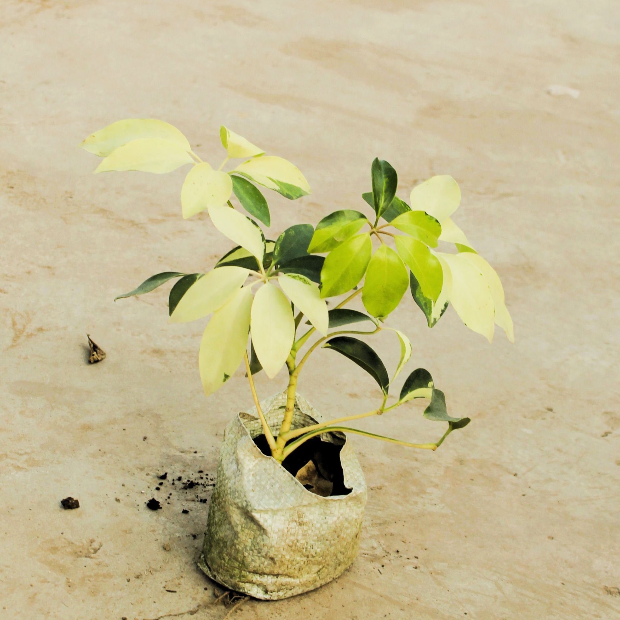 Schefflera Brassia in 4 Inch Nursery Bag