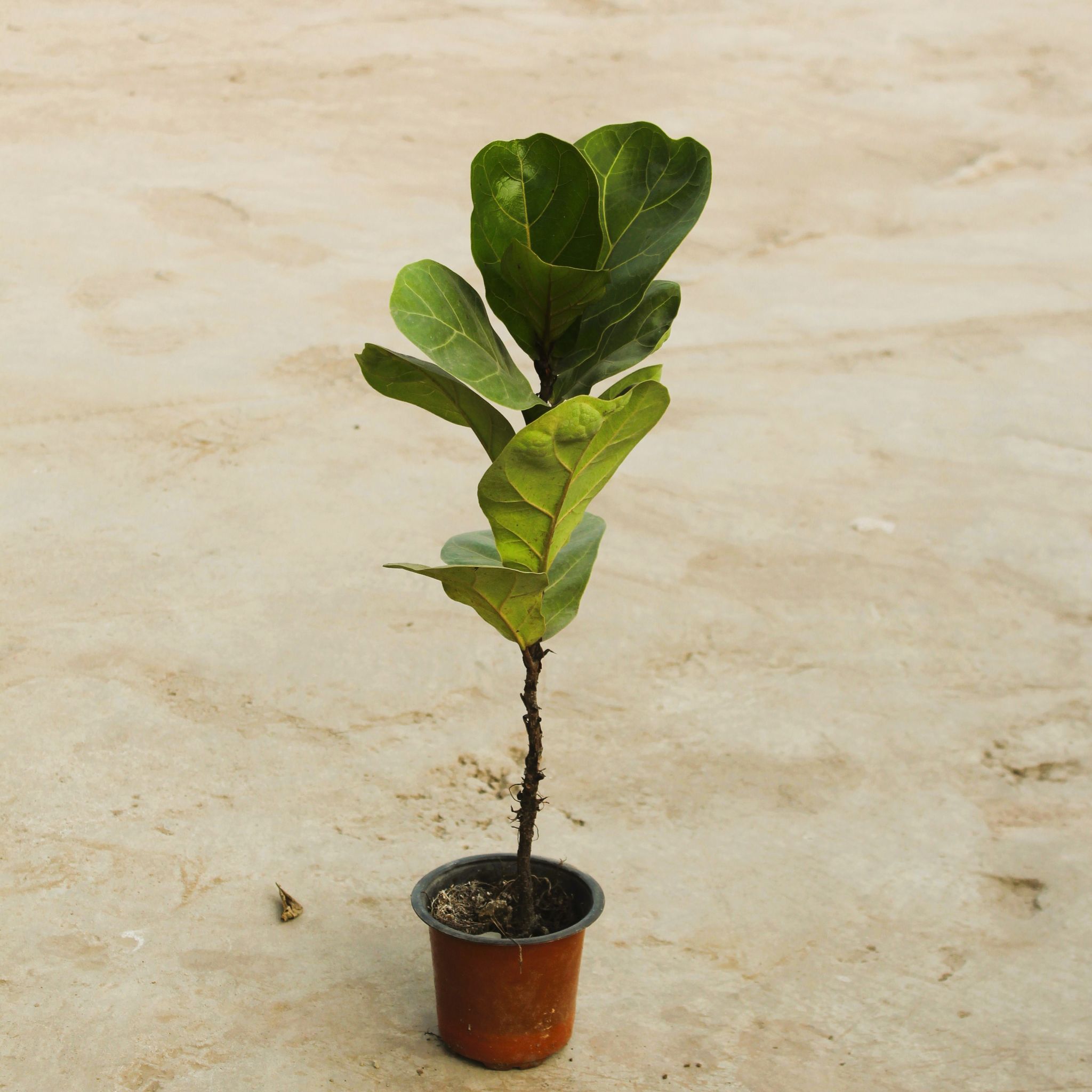Fiddle Leaf Fig / Ficus Lyrata in 4 Inch Nursery Pot