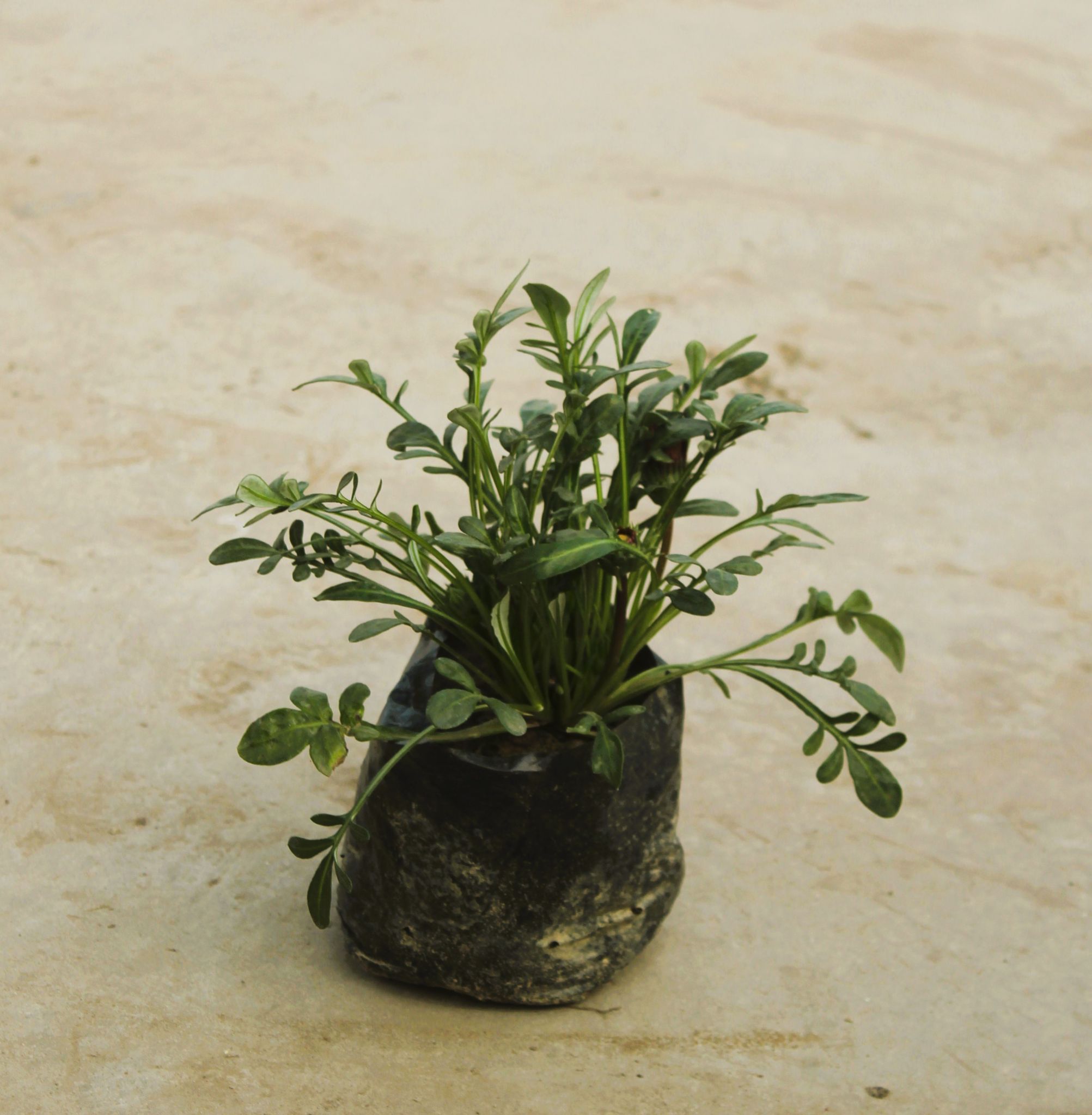 Gazania (any colour) in 4 Inch Nursery Bag