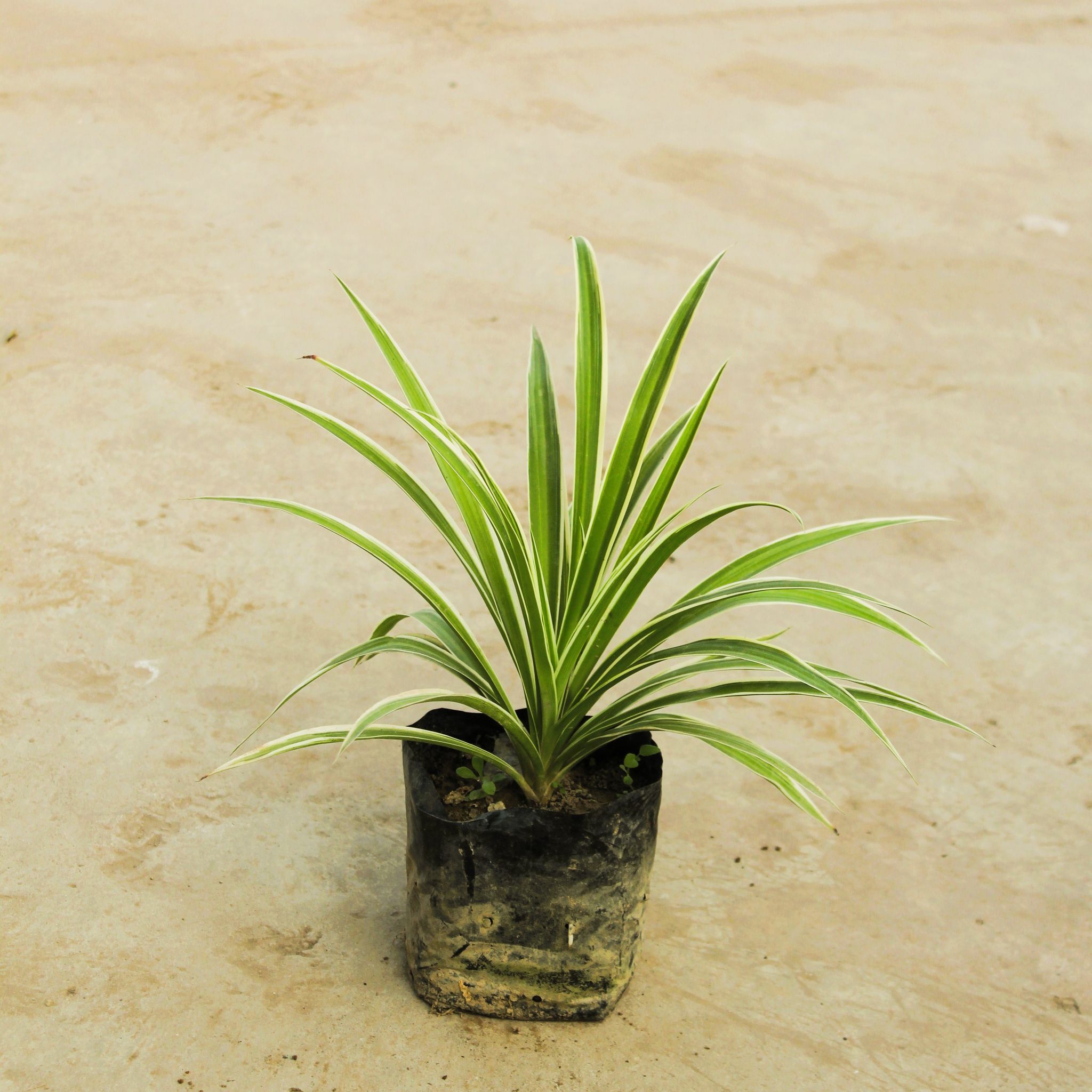 Spider Plant in 4 Inch Nursery Bag