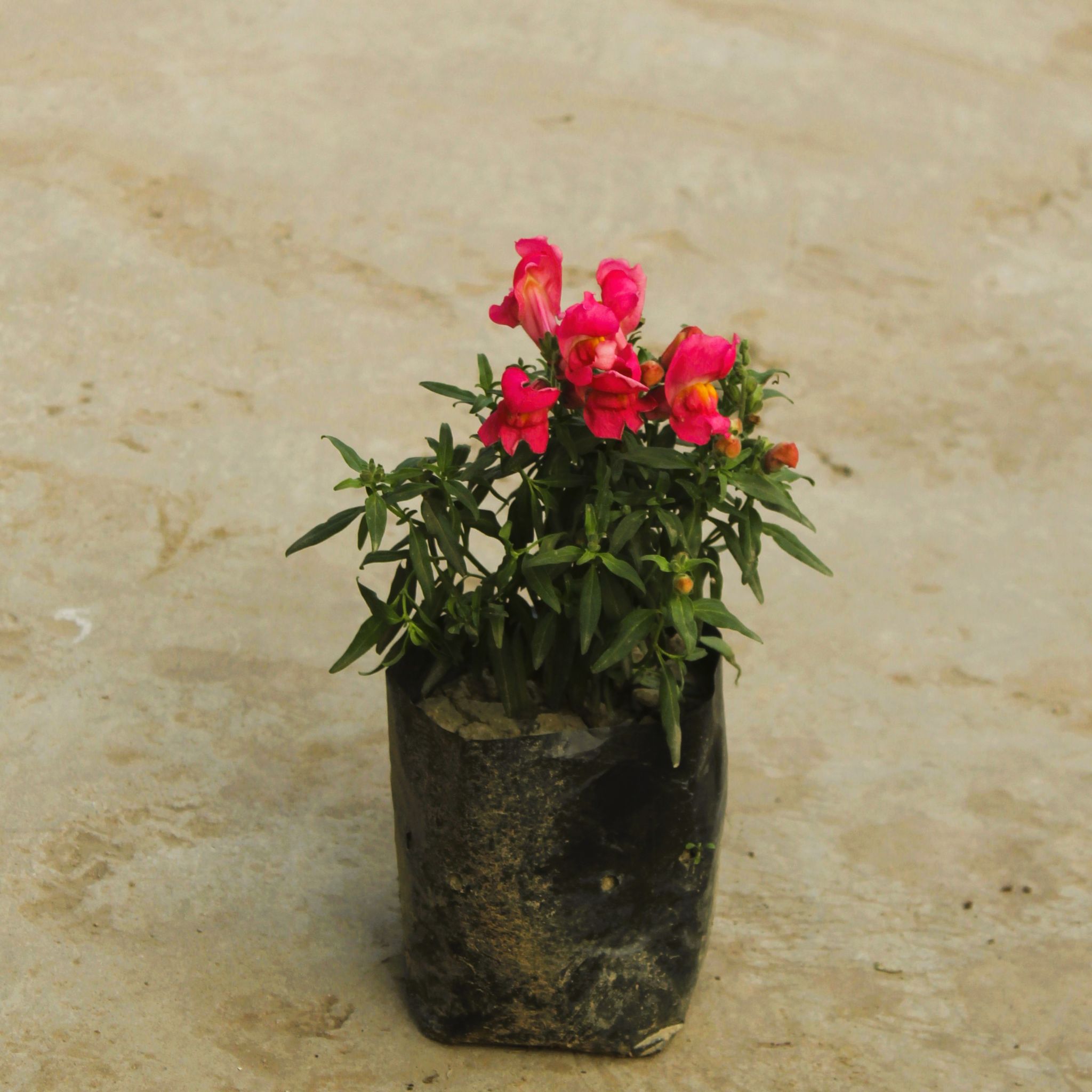 Dianthus (any colour) in 4 Inch Nursery Bag